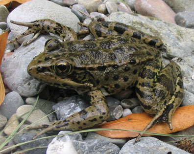 California Reg-legged Frog
